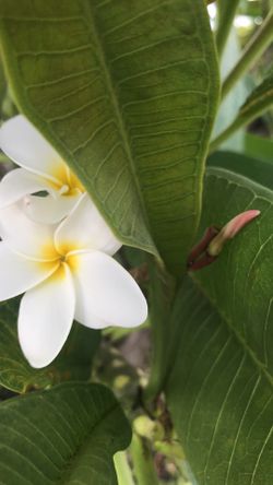White plumeria plant