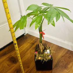 Money Tree Live Plant In Ceramic Pot With Decoration