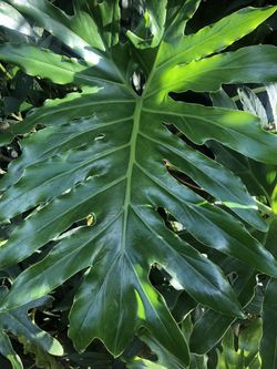 Large Tropical Plant 