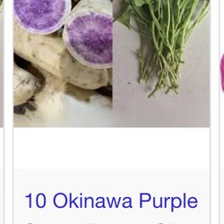 Light Purple Yam Plants (15 Cuttings For $4)