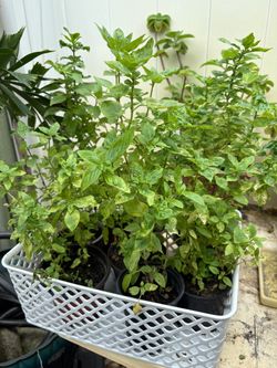 HERBS ROSEMARY BASIL OREGANO