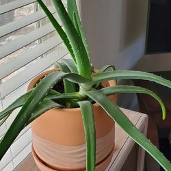 Aloe Vera Plant