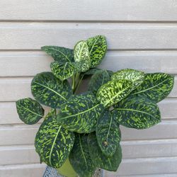 8” dieffenbachia reflector
