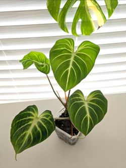 Philodendron gloriosum plant