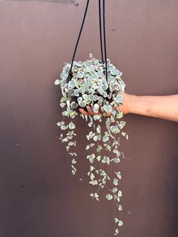 6” variegated string of hearts