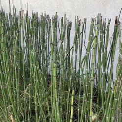 1 Gallon Pot - Horsetail Plant Equisetum - Mini Bamboo - About 10 Reeds Each 1 Gallon Pot Ranging from 12” to 40” tall. Rooted & Established 🪴