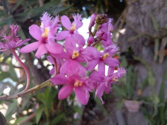 Dark Pink Epidendrum Radicans