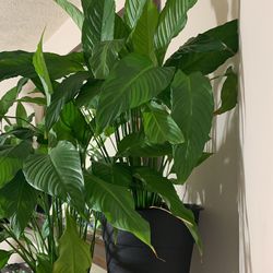 (4) Peace Lily Plants (Loves Shade/Dark) and (1) Fiddle Leaf Fig Tree And Succulents (Loves Bright Light) Plants For Sale - Together Or Separately 