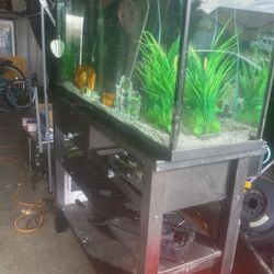 Complete Fish Tank 