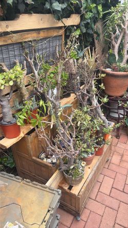 Jade plants and more (smalls)