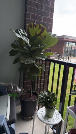 Fiddle Leaf large plant