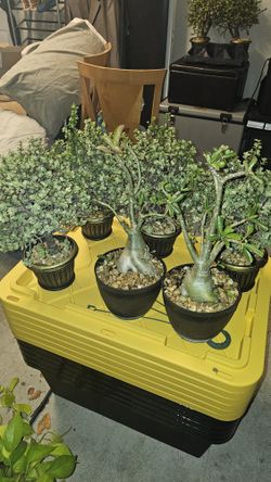 Jade Bonsai, Ponytail Palm Bonsai, & Desert Rose Bonsai