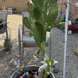 Outdoor Succulent 5ft