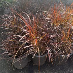 5 Gallon Purple Fountain Grass 