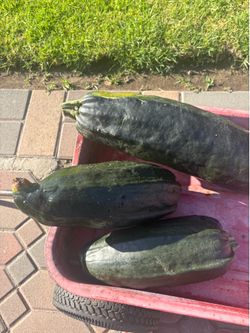 Free organic home grown squash