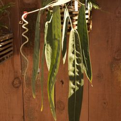 Anthurium wendlingeri ( Hoya Germany Silver included ) - 