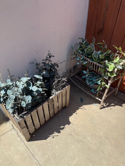 Outdoor plants