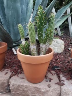 Cactus And Blue Magay Plants