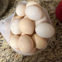 Fresh Brown Eggs For Sale 