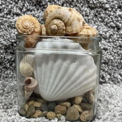 Craft Assorted Seashells Clear Glass Jar Collectible Home Decor