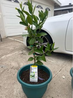 Bearss lime 5 gallons