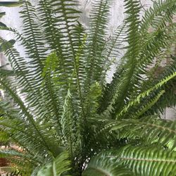 Giant Boston Fern Plants