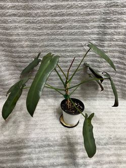 Philodendron Atabapoense Live Plant