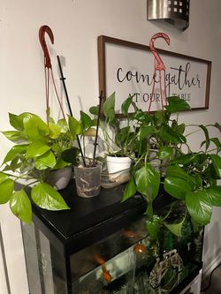 Pothos plants and orchid