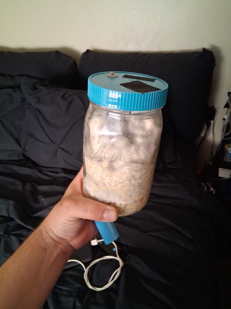 Mushroom Grain Spawn