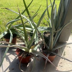 Aloe Vera Plant