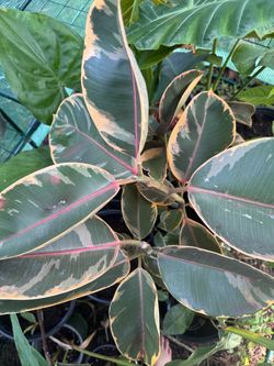 Variegated Rubber Plant