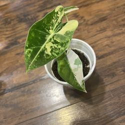 Rare Variegated Alocasia Frydek Plant (pls Read Description Below)
