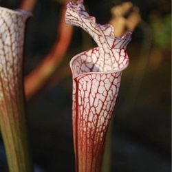 Carnivorous Plants American Pitcher Plant Sarracenia Venus Flytrap