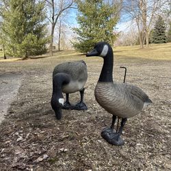 Goose decoys