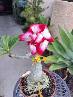 Dessert Rose Plant with "FULL MOON " Flowers $45