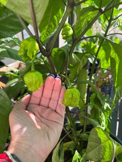 Pepper Plants