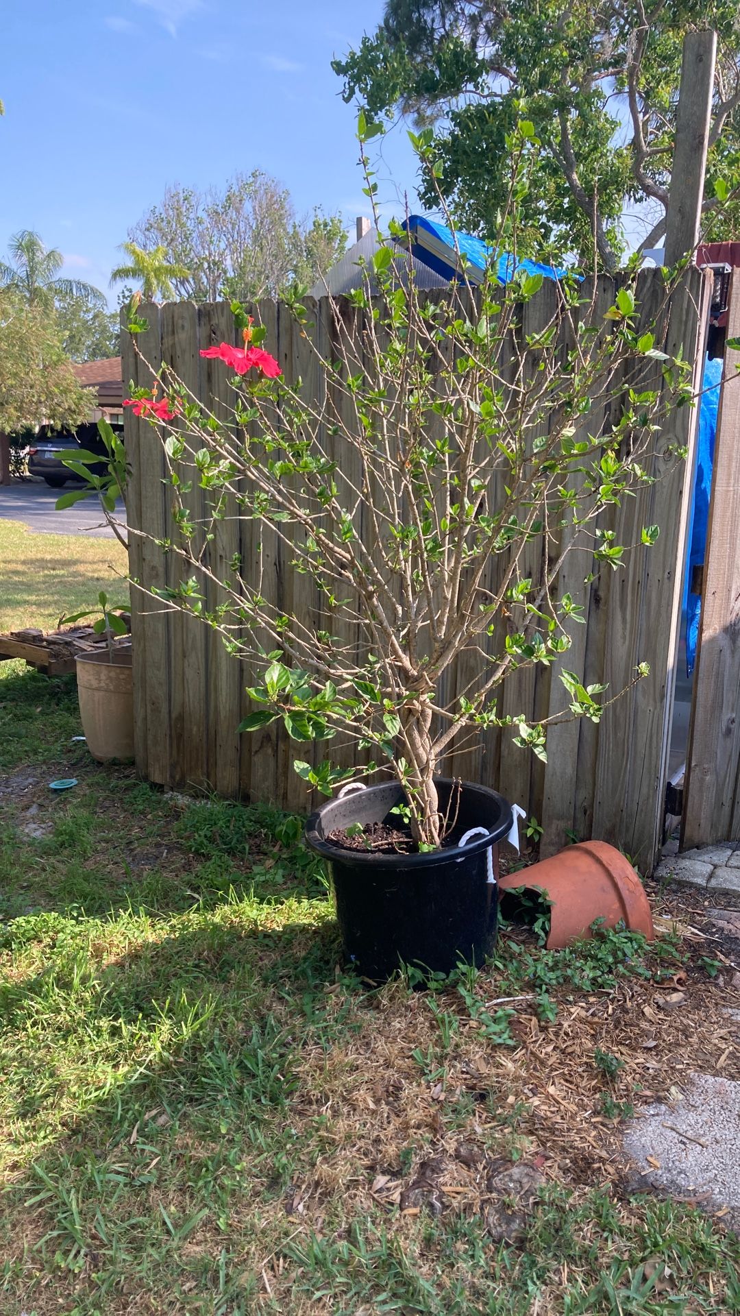 Mothers Day Red Huge Hibiscus Just Repotted It 2 Weeks Ago
