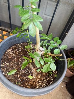 Jocote corona tree
