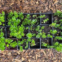 Sweet Woodruff- fragrant ground cover