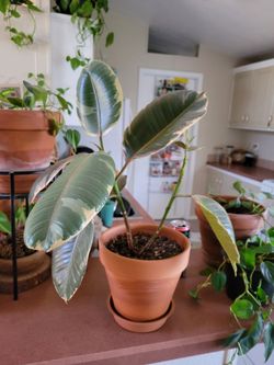 Houseplant