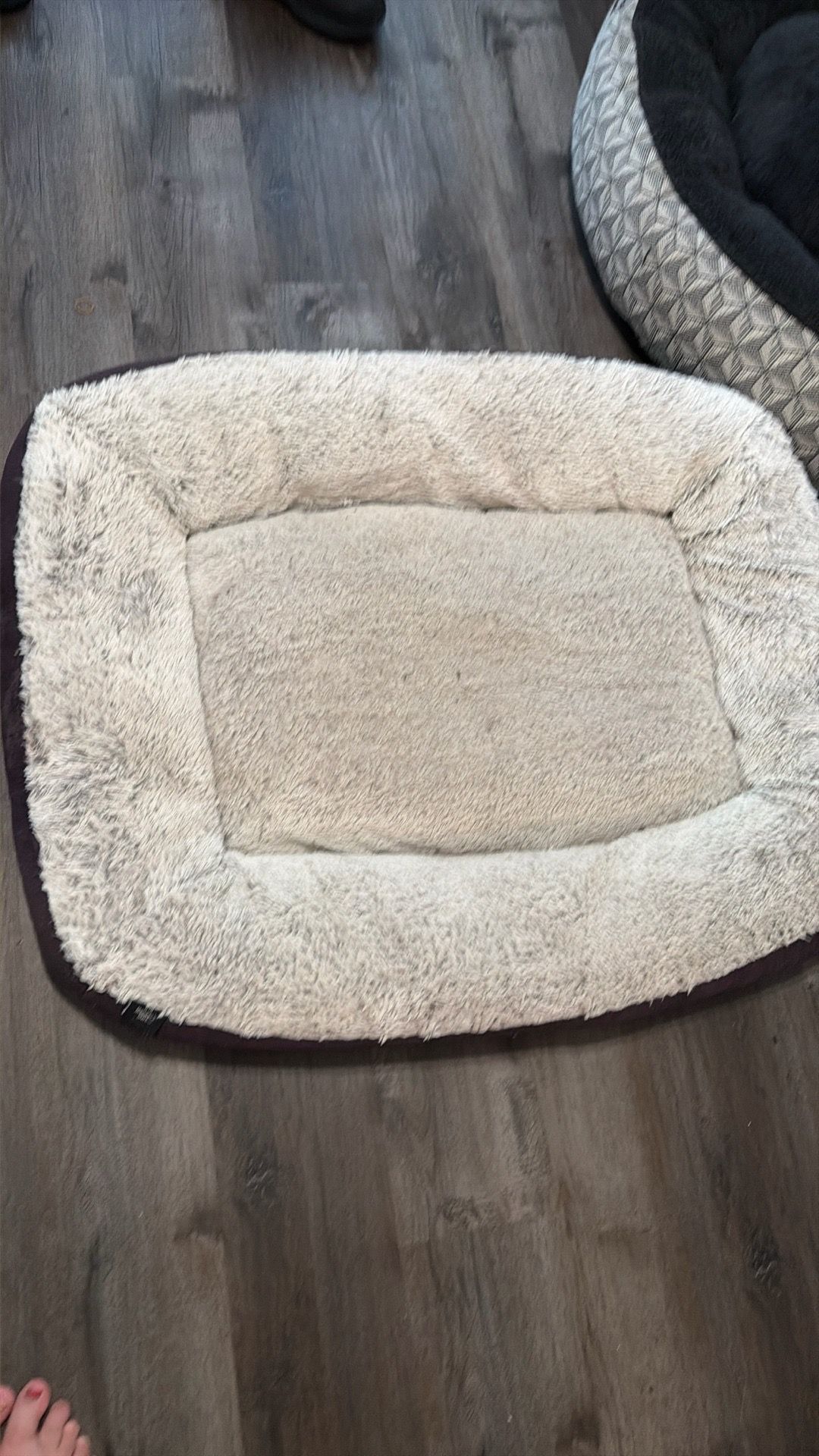 Free dog beds left on curb