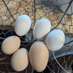 Half Dozen Eggs