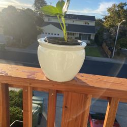 New Plant In Large Clay Pot