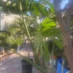 Plant For Sale