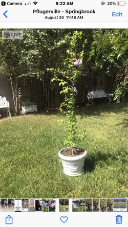 Beautiful 6ft Plants