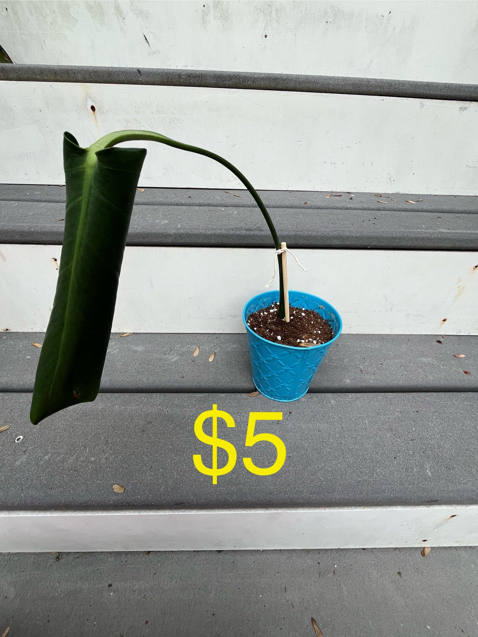 Monstera Clippings