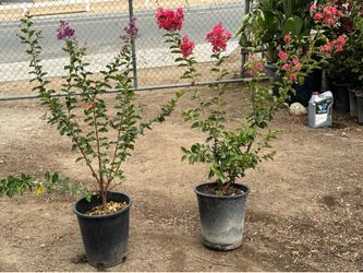 Pink and Purple Crape Myrtle