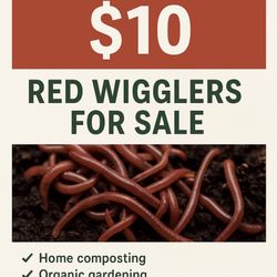 RED WRIGGLERS FOR SALE