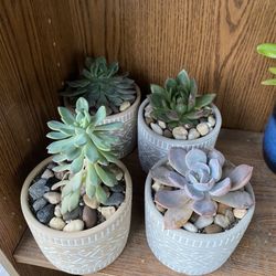 Succulents