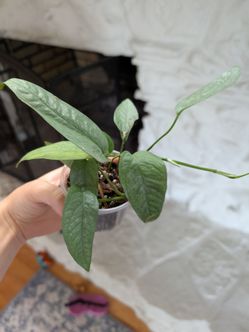 Cebu Blue Pothos